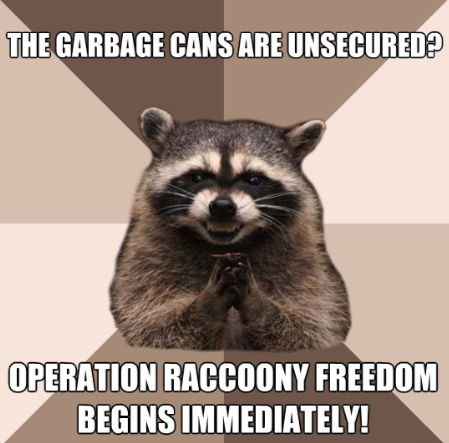 Raccoony Freedom Meme
